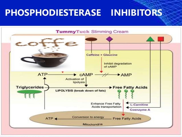 cyclic amp often causes activation of cyclic amp often causes activation of