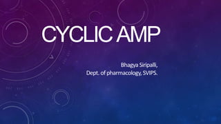 CYCLICAMP
BhagyaSiripalli,
Dept. ofpharmacology,SVIPS.
 