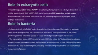 Role in eukaryotic cells
In cell biology, protein kinase A (PKA[N 1]) is a family of enzymes whose activity is dependent on
cellular levels of cyclic AMP (cAMP). PKA is also known as cAMP-dependent protein kinase.
Protein kinase A has several functions in the cell, including regulation of glycogen, sugar,
and lipid metabolism.
Role in bacteria
In bacteria, the level of cAMP varies depending on the medium used for growth. In particular,
cAMP is low when glucose is the carbon source. This occurs through inhibition of the cAMP-
producing enzyme, adenylate cyclase, as a side-effect of glucose transport into the cell.
The transcription factor cAMP receptor protein (CRP) also called CAP (catabolite gene activator
protein) forms a complex with cAMP and thereby is activated to bind to DNA. CRP-cAMP increases
expression of a large number of genes, including some encoding enzymes that can supply energy
independent of glucose.
 