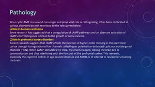 Since cyclic AMP is a second messenger and plays vital role in cell signaling, it has been implicated in
various disorders but not restricted to the roles given below:
Role in human carcinoma
Some research has suggested that a deregulation of cAMP pathways and an aberrant activation of
cAMP-controlled genes is linked to the growth of some cancers.
Role in prefrontal cortex disorders
Recent research suggests that cAMP affects the function of higher-order thinking in the prefrontal
cortex through its regulation of ion channels called hyper polarization-activated cyclic nucleotide-gated
channels (HCN). When cAMP stimulates the HCN, the channels open, closing the brain cell to
communication and thus interfering with the function of the prefrontal cortex. This research,
especially the cognitive deficits in age-related illnesses and ADHD, is of interest to researchers studying
the brain.
Pathology
 