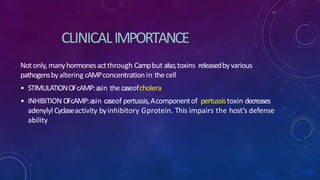 CLINICALIMPORTANCE
Notonly, manyhormonesactthrough Campbut also,toxins releasedbyvarious
pathogensbyaltering cAMPconcentration in thecell
• STIMULATIONOFcAMP:asin thecaseofcholera
• INHIBITION OFcAMP:asin caseof pertussis,Acomponentof pertussistoxin decreases
adenylyl Cyclaseactivity byinhibitory Gprotein. This impairs the host’s defense
ability
 