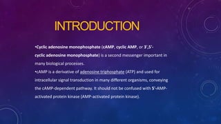 INTRODUCTION
•Cyclic adenosine monophosphate (cAMP, cyclic AMP, or 3',5'-
cyclic adenosine monophosphate) is a second messenger important in
many biological processes.
•cAMP is a derivative of adenosine triphosphate (ATP) and used for
intracellular signal transduction in many different organisms, conveying
the cAMP-dependent pathway. It should not be confused with 5'-AMP-
activated protein kinase (AMP-activated protein kinase).
 