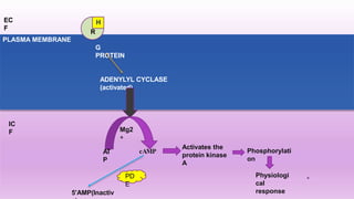 ADENYLYL CYCLASE
(activated)
EC
F
R
PLASMA MEMBRANE
G
PROTEIN
H
AT
P
cAMP
Mg2
+
Activates the
protein kinase
A
Phosphorylati
on
Physiologi
cal
response5’AMP(Inactiv
PD
E
IC
F
 