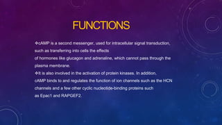 cAMP is a second messenger, used for intracellular signal transduction,
such as transferring into cells the effects
of hormones like glucagon and adrenaline, which cannot pass through the
plasma membrane.
It is also involved in the activation of protein kinases. In addition,
cAMP binds to and regulates the function of ion channels such as the HCN
channels and a few other cyclic nucleotide-binding proteins such
as Epac1 and RAPGEF2.
FUNCTIONS
 