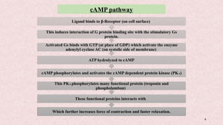5
cAMP pathway
Which further increases force of contraction and faster relaxation.
These functional proteins interacts with
This PKA phosphorylates many functional protein (troponin and
phospholamban)
cAMP phosphorylates and activates the cAMP dependent protein kinase (PKA)
ATP hydrolyzed to cAMP
Activated Gs binds with GTP (at place of GDP) which activate the enzyme
adenylyl cyclase AC (on systolic side of membrane)
This induces interaction of G protein binding site with the stimulatory Gs
protein.
Ligand binds to β-Receptor (on cell surface)
 