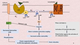 6
Adrenaline
β-R
Gs
+¿ GTP
GDP
+¿ AC
ATP
cAMP
PKA
Better excitation-contraction coupling
Troponin
Increased cardiac contractility
𝑪𝒂𝟐++¿¿
Increased interaction
with
Phospholamban
Faster sequestration of
in SR (Sarcoplasmic reticulum)
Faster relaxation
𝑀2𝑅
Acetylcholine
Gi
-
GDP
GTP
Calcium
channel
When Ach binds to
Activation of Gi protein takes place
Which further apposes the activation of
AC (Adenylyl cyclase)
Interacts with
 