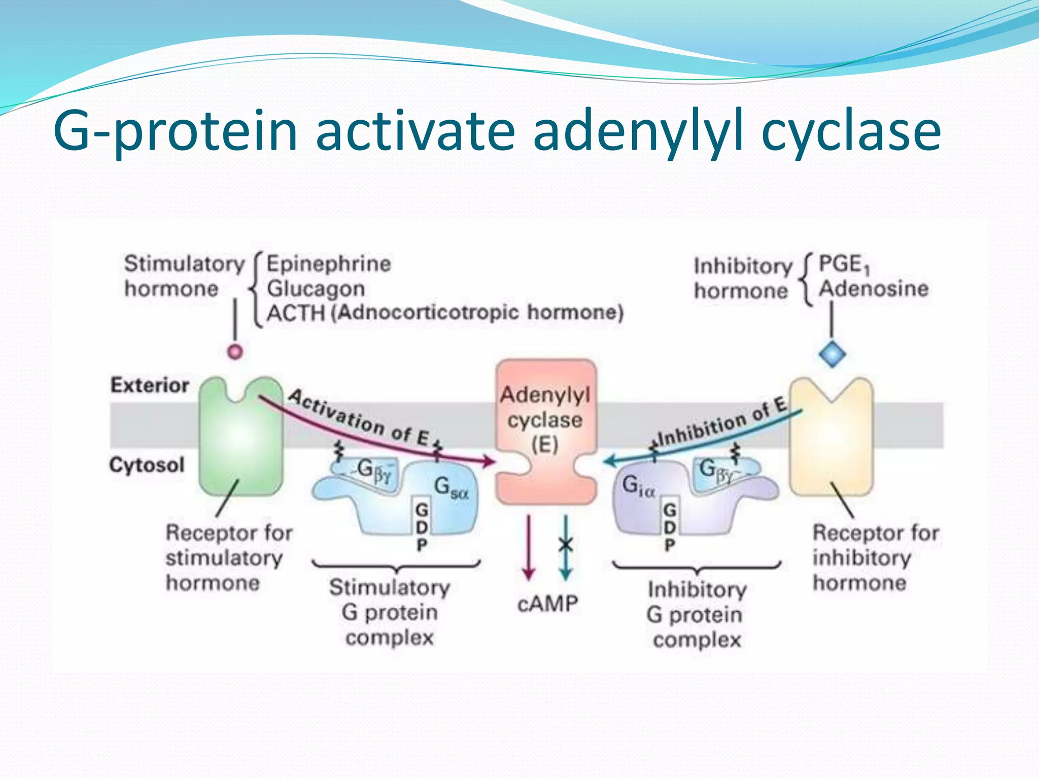 Cyclic amp pathway | PPT