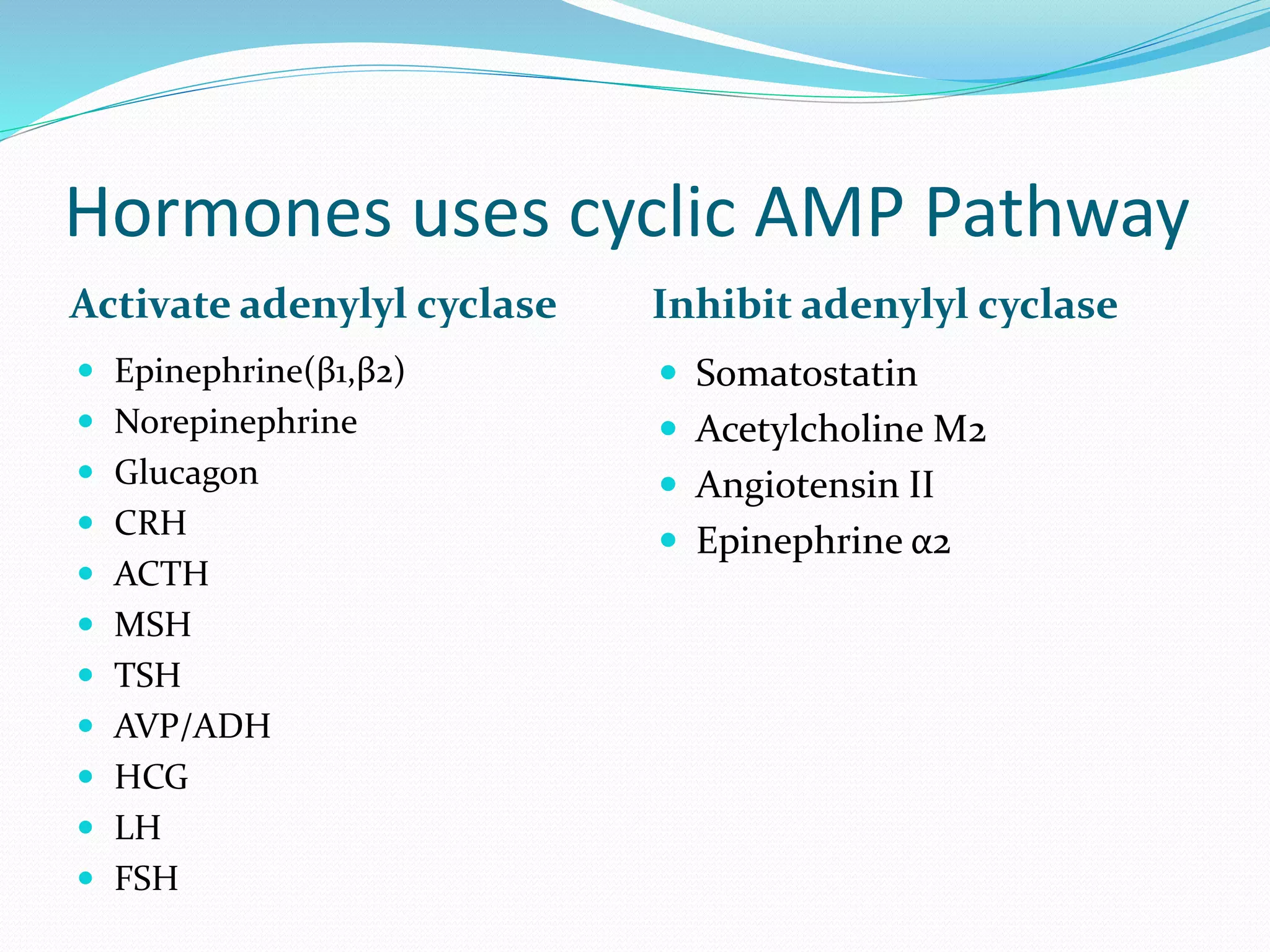 Cyclic amp pathway | PPT