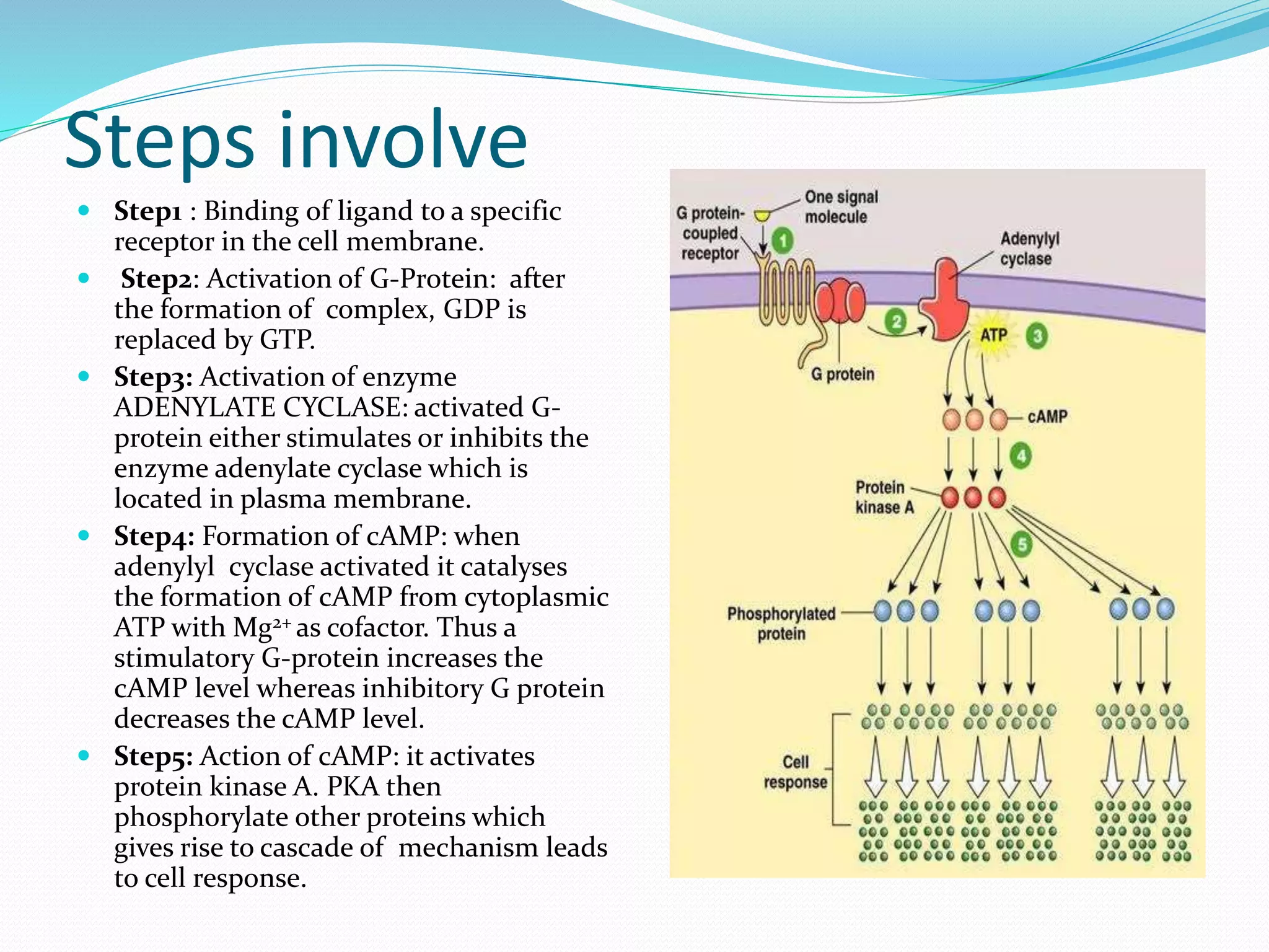 Cyclic amp pathway | PPT