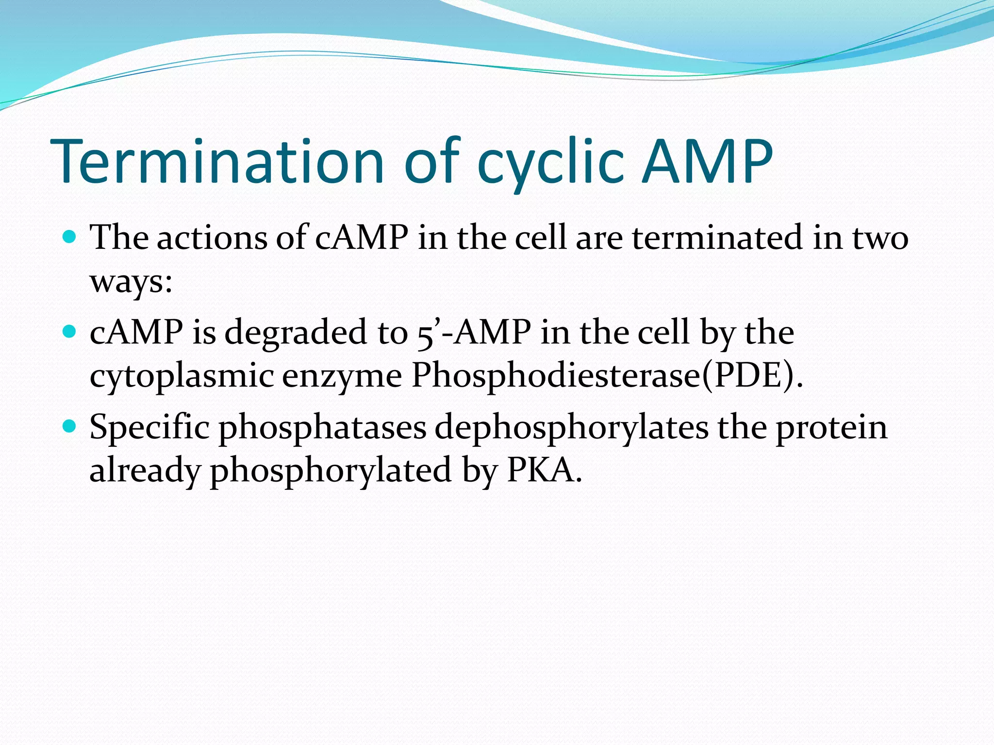 Cyclic amp pathway | PPT