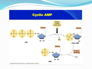 Cyclic amp pathway | PPT