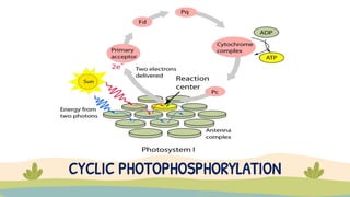 CYCLIC PHOTOPHOSPHORYLATION
 