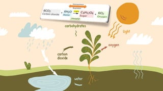 light
oxygen
carbon
dioxide
carbohydrates
water
 