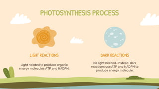PHOTOSYNTHESIS PROCESS
LIGHT REACTIONS DARK REACTIONS
No light needed. Instead, dark
reactions use ATP and NADPH to
produce energy molecule.
Light needed to produce organic
energy molecules ATP and NADPH.
 