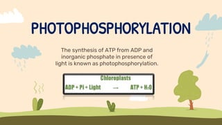 PHOTOPHOSPHORYLATION
The synthesis of ATP from ADP and
inorganic phosphate in presence of
light is known as photophosphorylation.
 