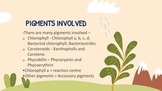 PIGMENTS INVOLVED
•There are many pigments involved –
 Chlorophyll - Chlorophyll a, b, c, d,
Bacteroid chlorophyll, Bacterioviridin.
 Carotenoids - Xanthophylls and
Carotene.
 Phycobilin – Phycocyanin and
Phycoerythrin
•Chlorophyll a = reaction centre
•Other pigments = Accessory pigments
 