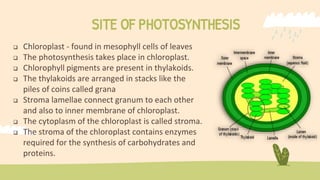 SITE OF PHOTOSYNTHESIS
 Chloroplast - found in mesophyll cells of leaves
 The photosynthesis takes place in chloroplast.
 Chlorophyll pigments are present in thylakoids.
 The thylakoids are arranged in stacks like the
piles of coins called grana
 Stroma lamellae connect granum to each other
and also to inner membrane of chloroplast.
 The cytoplasm of the chloroplast is called stroma.
 The stroma of the chloroplast contains enzymes
required for the synthesis of carbohydrates and
proteins.
 