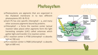 Photosystem
 Photosystems are pigments that are organized in
the thylakoid membrane in to two different
photosystems (PS I & PS II)
 Each PS has one specific chlorophyll – a, and many
other accessory pigments bound by proteins.
 Chlorophyll – a forms the reaction center (actual
reaction takes place) other pigments form the light
harvesting complex (LHC) called antennae which
gather light and transfer it to reaction center.
 PS I reaction center is P700 (chlorophyll –a absorbs
light at 700 nm)
 PS II reaction center is P680 (chlorophyll –a absorbs
light at 680 nm)
 