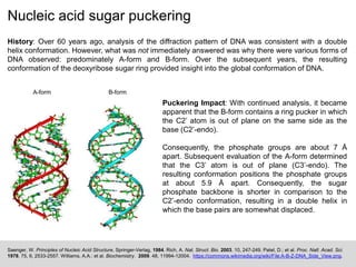 Nucleic acid sugar puckering
History: Over 60 years ago, analysis of the diffraction pattern of DNA was consistent with a double
helix conformation. However, what was not immediately answered was why there were various forms of
DNA observed: predominately A-form and B-form. Over the subsequent years, the resulting
conformation of the deoxyribose sugar ring provided insight into the global conformation of DNA.
Saenger, W. Principles of Nucleic Acid Structure, Springer-Verlag, 1984. Rich, A. Nat. Struct. Bio. 2003. 10, 247-249. Patel, D.; et al. Proc. Natl. Acad. Sci.
1978. 75, 6, 2533-2557. Williams, A.A.: et al. Biochemistry. 2009. 48, 11994-12004. https://commons.wikimedia.org/wiki/File:A-B-Z-DNA_Side_View.png.
A-form B-form
Puckering Impact: With continued analysis, it became
apparent that the B-form contains a ring pucker in which
the C2’ atom is out of plane on the same side as the
base (C2’-endo).
Consequently, the phosphate groups are about 7 Å
apart. Subsequent evaluation of the A-form determined
that the C3’ atom is out of plane (C3’-endo). The
resulting conformation positions the phosphate groups
at about 5.9 Å apart. Consequently, the sugar
phosphate backbone is shorter in comparison to the
C2’-endo conformation, resulting in a double helix in
which the base pairs are somewhat displaced.
 