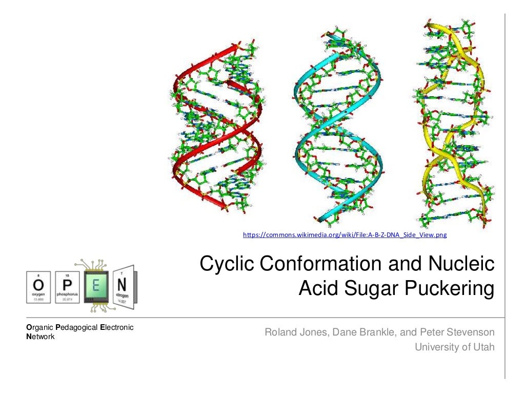 Cyclic conformation and nucleic acid sugar puckering
