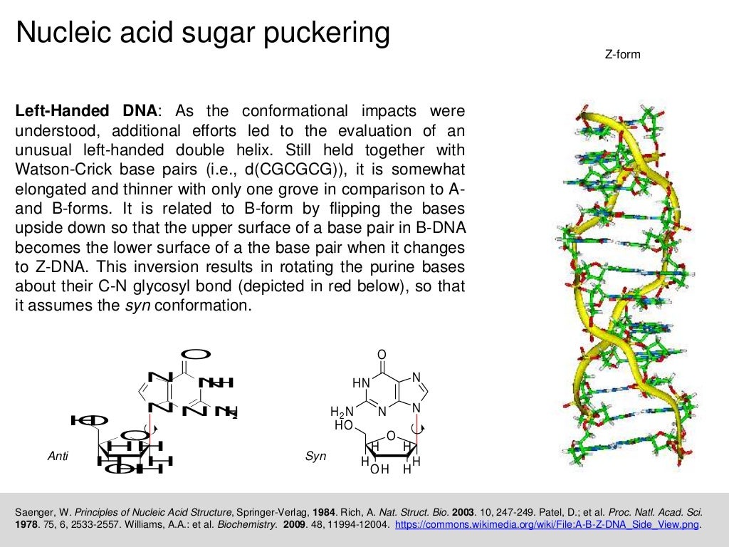Cyclic conformation and nucleic acid sugar puckering