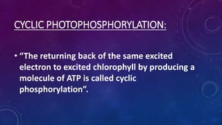 CYCLIC PHOTOPHOSPHORYLATION:
• “The returning back of the same excited
electron to excited chlorophyll by producing a
molecule of ATP is called cyclic
phosphorylation”.
 