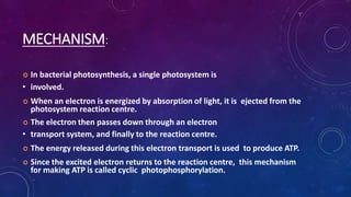 MECHANISM:
 In bacterial photosynthesis, a single photosystem is
• involved.
 When an electron is energized by absorption of light, it is ejected from the
photosystem reaction centre.
 The electron then passes down through an electron
• transport system, and finally to the reaction centre.
 The energy released during this electron transport is used to produce ATP.
 Since the excited electron returns to the reaction centre, this mechanism
for making ATP is called cyclic photophosphorylation.
 