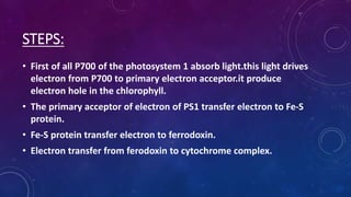 STEPS:
• First of all P700 of the photosystem 1 absorb light.this light drives
electron from P700 to primary electron acceptor.it produce
electron hole in the chlorophyll.
• The primary acceptor of electron of PS1 transfer electron to Fe-S
protein.
• Fe-S protein transfer electron to ferrodoxin.
• Electron transfer from ferodoxin to cytochrome complex.
 