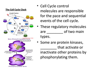 The Cell Cycle Clock Cell Cycle control molecules are responsible for the pace and sequential events of the cell cycle. These regulatory molecules are ________ of two main types. Some are protein kinases, ________ that activate or inactivate other proteins by phosphorylating them. 