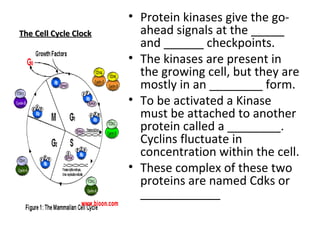 The Cell Cycle Clock Protein kinases give the go-ahead signals at the _____ and ______ checkpoints. The kinases are present in the growing cell, but they are mostly in an ________ form. To be activated a Kinase must be attached to another protein called a ________. Cyclins fluctuate in concentration within the cell. These complex of these two proteins are named Cdks or ____________ 