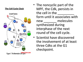 The Cell Cycle Clock The noncyclic part of the MPF, the Cdk, persists in the cell in the _________ form until it associates with new _______ molecules synthesized during interphase of the next round of the cell cycle. Scientist have discovered the involvement of at least three Cdks at the G1 checkpoint. 