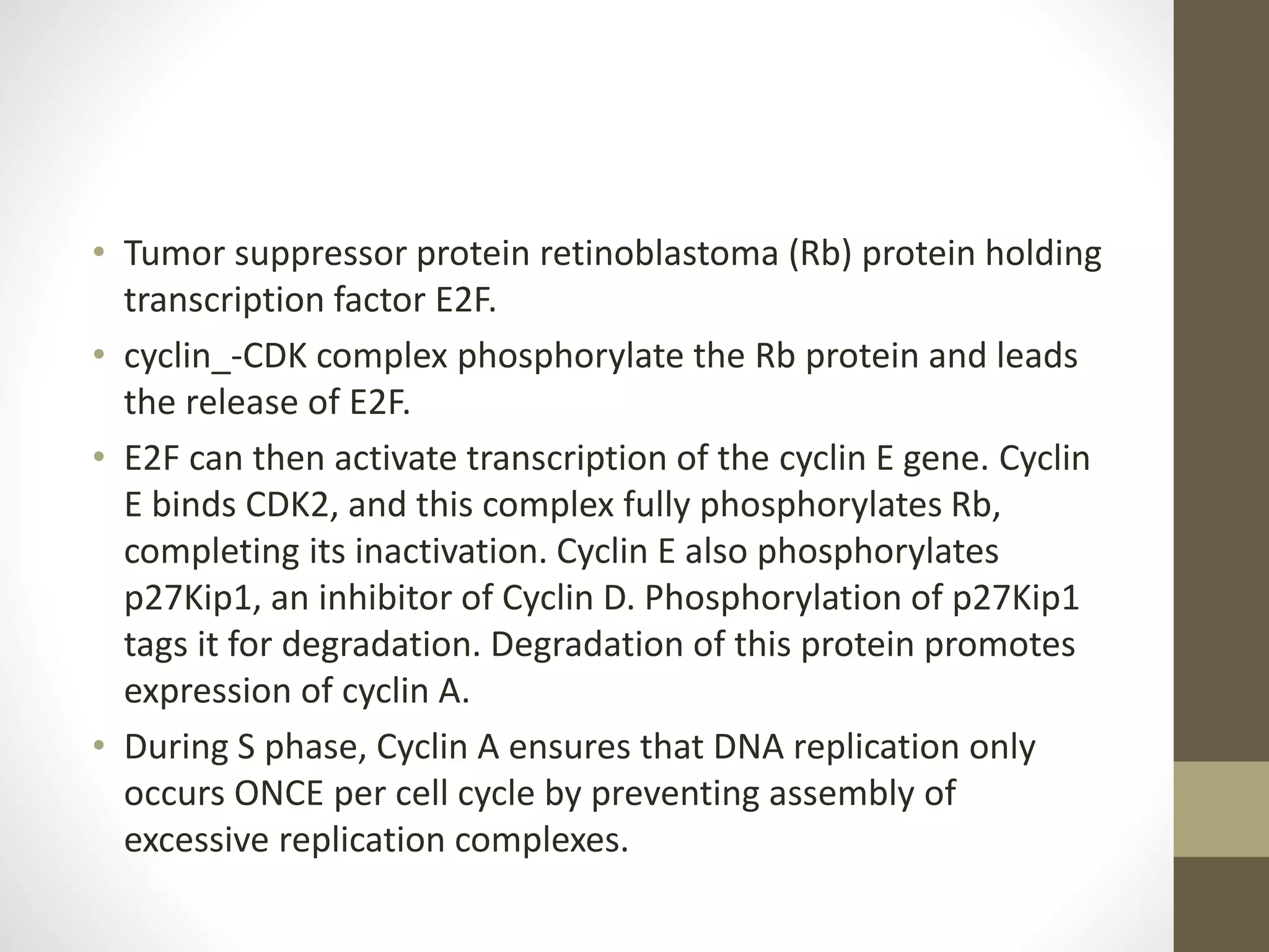 Cyclin dependent kinases | PPTX