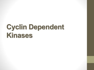 Cyclin Dependent
Kinases
 