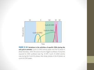 Cyclin dependent kinases | PPTX