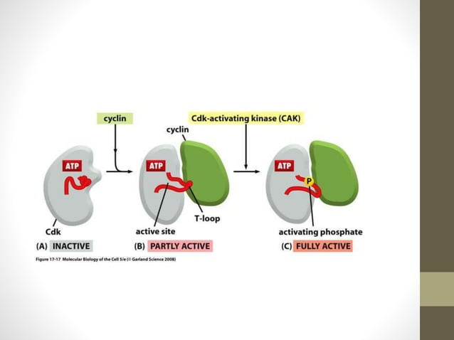 Cyclin dependent kinases PPT