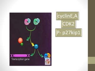 Cyclin dependent kinases | PPTX