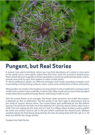 50
Pungent, but Real Stories
It amazes how plants distribute where you may find abundance of a plant in most parts
of the world versus some plants where they find their niche for survival in limited areas.
Plants which blossom regardless of their abundance need to be pollinated by birds, insects,
animals and wind to carry their pollens to other similar plants.
To attract pollinators, plants use different strategies and mostly rewarding strategies such
as providing inviting landing surfaces, colors, scents and combination of these attractants.
What puzzles me mostly is the tendency of some plants to attract pollinators using pungent
smells such as rotten meat smell-like to attract flies.Why would some insects favor pungent
smells when they could find nearby flowers with lovely smells to visit?
Take the corpse flower as an example. This flower looks attractive, but smells like corpses.
It depends on flies as pollinators. The flies prefer to lay their eggs in dead places and so
the smell of corpses attracts them. The corpse flower gets pollinated by the flies before
leaving. This behavior reminds me of the behavior of a real man whom I knew when I was a
child. I am not making up this story and it is real. In a village where workers used to gather
for lunch one worker used to spit in the pot which contained the shared lunch. Workers
avoided eating the food being disgusted by the idea of eating food with the spit in it. All
food was left for the stingy worker.
Pungent, but Real Stories
 