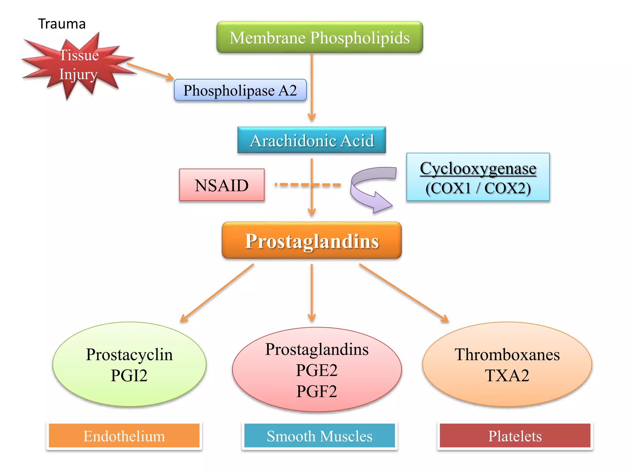 Cyclo oxygenase pathway | PPTX
