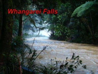 Whangarei Falls<br />