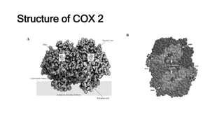 Cyclooxygenase presentation | PPTX