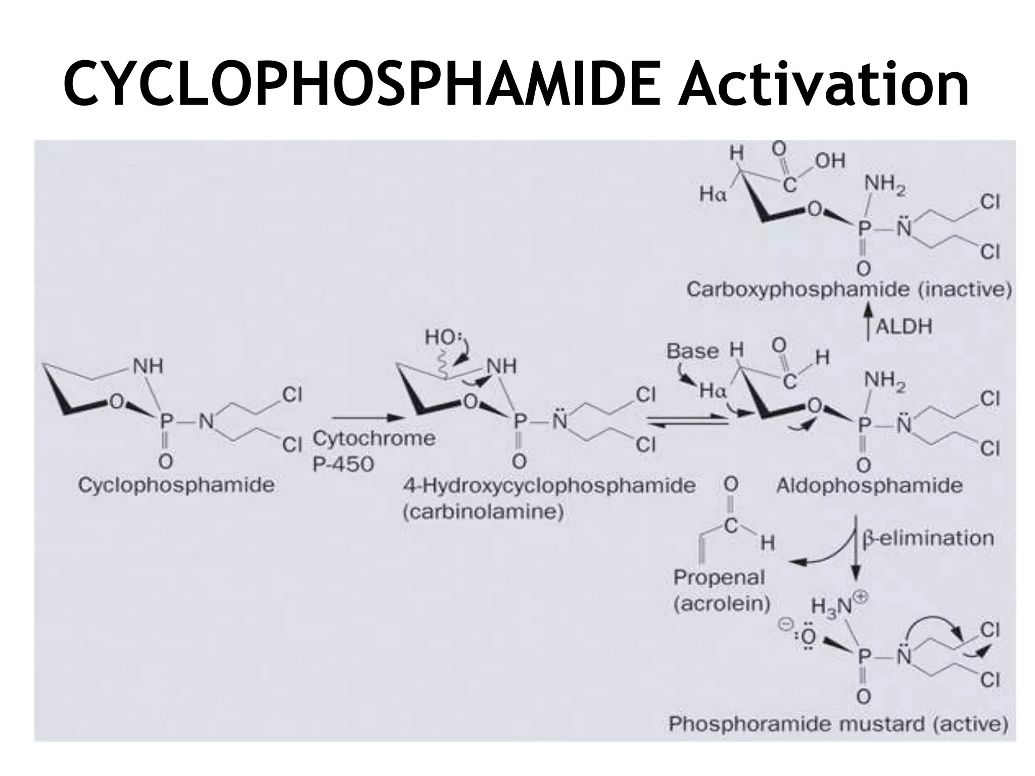 CYCLOPHOSPHAMIDE Activation

