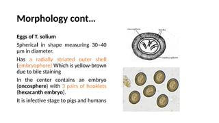 Morphology cont…
Eggs of T. solium
Spherical in shape measuring 30–40
μm in diameter.
Has a radially striated outer shell
(embryophore) Which is yellow-brown
due to bile staining
In the center contains an embryo
(oncosphere) with 3 pairs of hooklets
(hexacanth embryo).
It is infective stage to pigs and humans
 