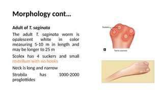 Morphology cont…
Adult of T. saginata
The adult T. saginata worm is
opalescent white in color
measuring 5-10 m in length and
may be longer to 25 m
Scolex has 4 suckers and small
rostellum with no hooks
Neck is long and narrow
Strobila has 1000-2000
proglottides
 