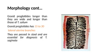 Morphology cont…
Gravid proglottides longer than
they are wide and longer than
those of T. solium
Gravid proglottides has 15 to 30
lateral uterine branches
They are passed in stool and are
essential for diagnosis of T.
saginata
 