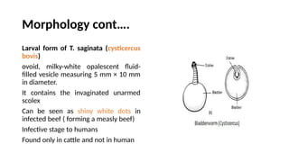 Morphology cont….
Larval form of T. saginata (cysticercus
bovis)
ovoid, milky-white opalescent fluid-
filled vesicle measuring 5 mm × 10 mm
in diameter.
It contains the invaginated unarmed
scolex
Can be seen as shiny white dots in
infected beef ( forming a measly beef)
Infective stage to humans
Found only in cattle and not in human
 