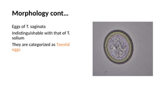 Morphology cont…
Eggs of T. saginata
Indistinguishable with that of T.
solium
They are categorized as Taeniid
eggs
 