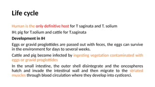 Life cycle
Human is the only definitive host for T saginata and T. solium
IH; pig for T.solium and cattle for T.saginata
Development in IH
Eggs or gravid proglottides are passed out with feces, the eggs can survive
in the environment for days to several weeks.
Cattle and pig become infected by ingesting vegetation contaminated with
eggs or gravid proglottides
In the small intestine, the outer shell disintegrate and the oncospheres
hatch and invade the intestinal wall and then migrate to the striated
muscles through blood circulation where they develop into cysticerci.
 