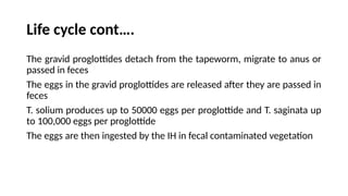 Life cycle cont….
The gravid proglottides detach from the tapeworm, migrate to anus or
passed in feces
The eggs in the gravid proglottides are released after they are passed in
feces
T. solium produces up to 50000 eggs per proglottide and T. saginata up
to 100,000 eggs per proglottide
The eggs are then ingested by the IH in fecal contaminated vegetation
 