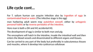 Life cycle cont…
For T. solium human can acquire infection also by ingestion of eggs in
contaminated food or water.(The infective stage is the egg)
man harboring adult worm may autoinfect oneself, either by unhygenic
personal habits or by reverse peristalsis of the intestine.
Here man is both a DH and IH( accidental IH).
The development of egg is similar to both man and pig
The oncosphere will hatch in the intestine, invade the intestinal wall and then
enters the blood vessels and disseminated to different organs and tissues.
Can be carried to any part of the body but preferably in subcutaneous tissues
and muscles, where it develop into cysticercus cellulosae
 