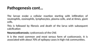 Pathogenesis cont…
The larvae evoke a cellular reaction starting with infiltration of
neutrophils, eosinophils, lymphocytes, plasma cells, and at times, giant
cells.
This is followed by fibrosis and death of the larva with subsequent
calcification
Neurocysticercosis; cysticercosis of the CNS
It is the most common and most serous form of cysticercosis. It is
associated with about 70% of epilepsy cases in high risk communities.
 